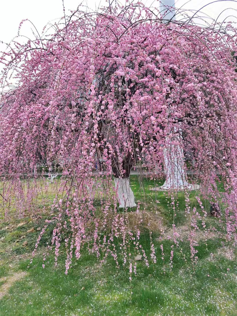 ΢ňDƬ_20250224094655.jpg